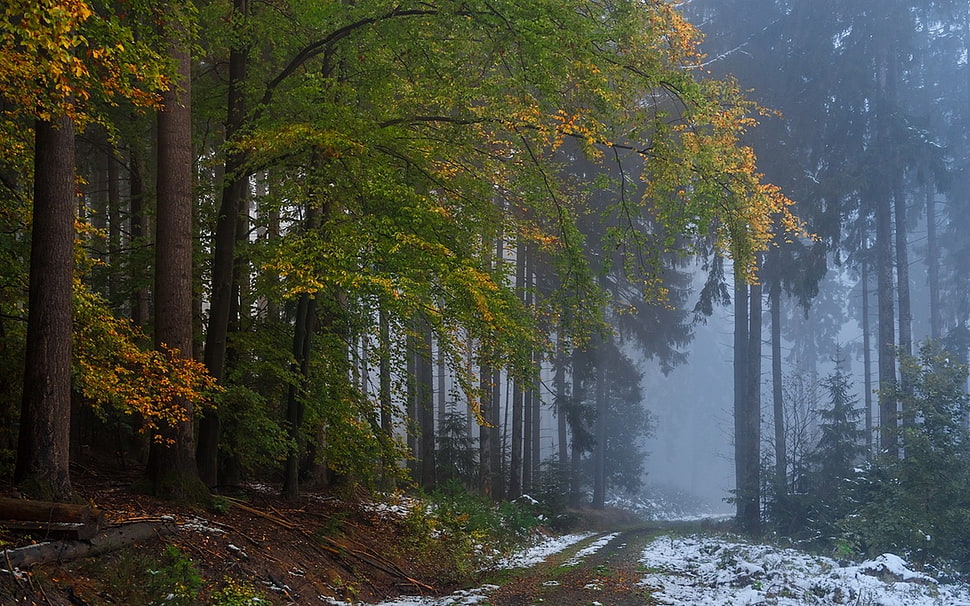 green leafed tree, nature, landscape, forest, fall HD wallpaper