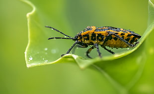 yellow and black bug with water dews perched on green leaf