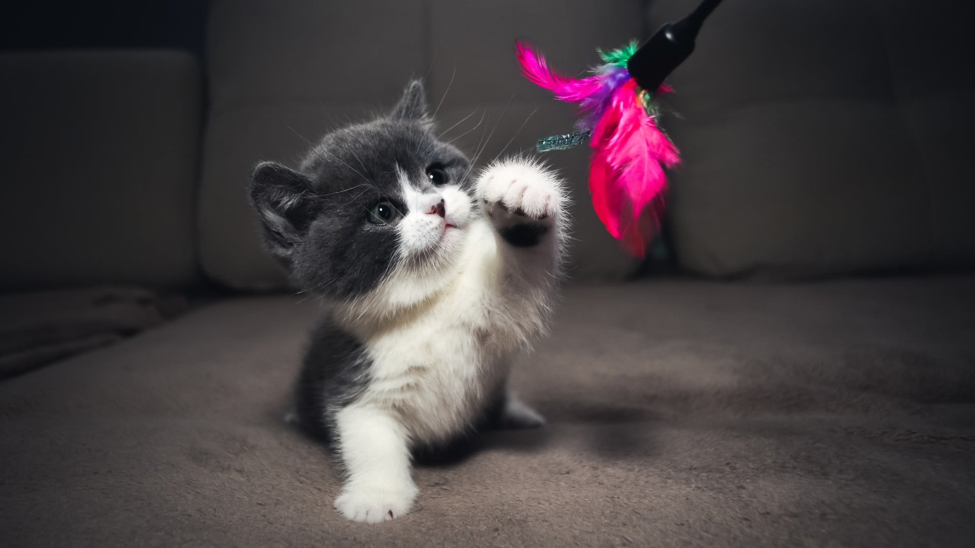 white and black kitten, cat, feathers, kittens, animals