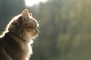 macro shot photography of cat