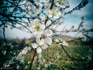 white petaled flowers, Sun, cherry blossom, clouds, hot spring