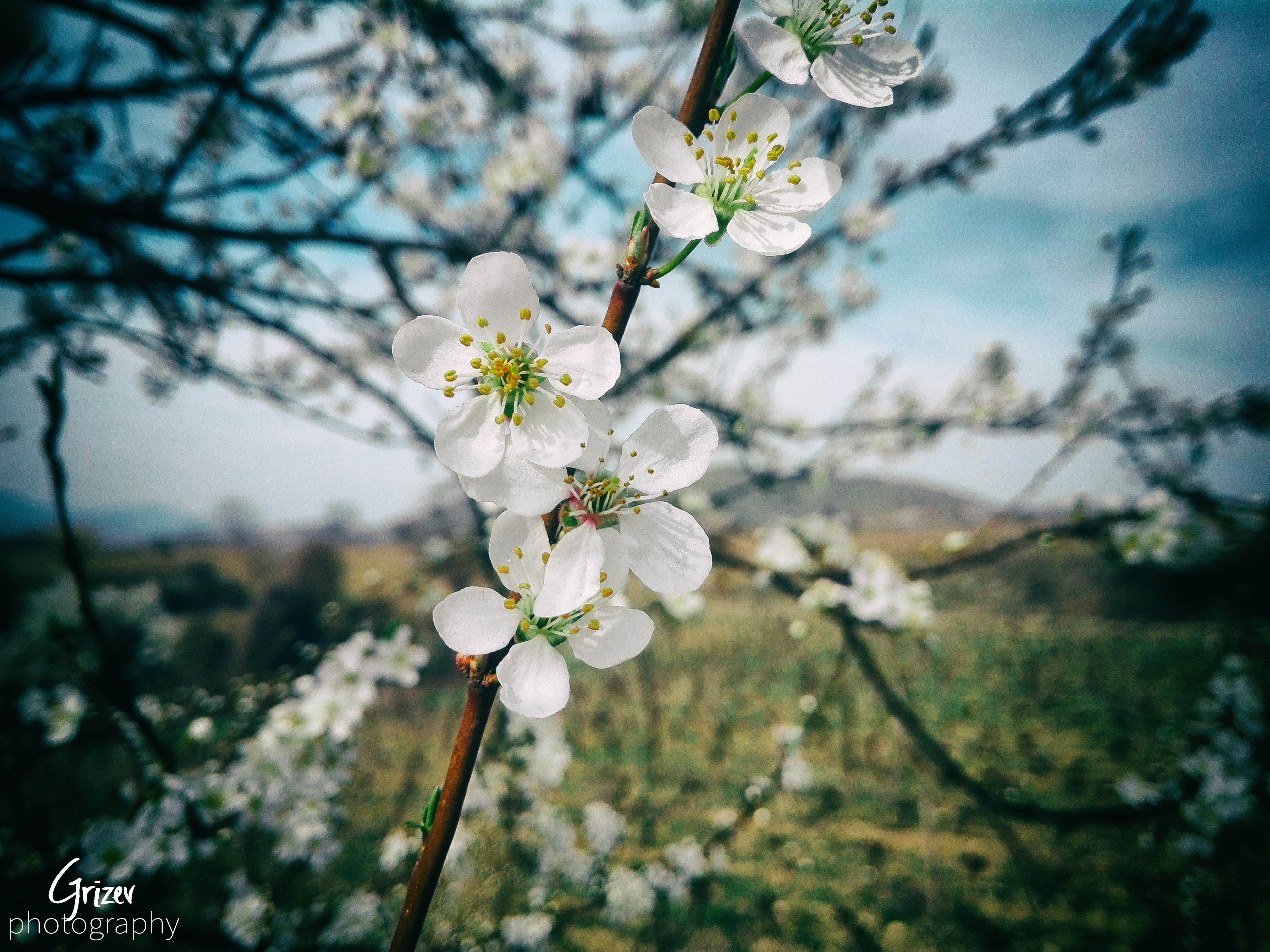 white petaled flowers, Sun, cherry blossom, clouds, hot spring