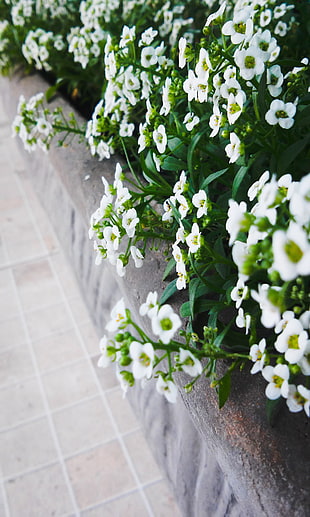 white petaled flowers, nature HD wallpaper