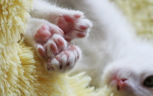 close-up photo of white kitten on brown fleece textile