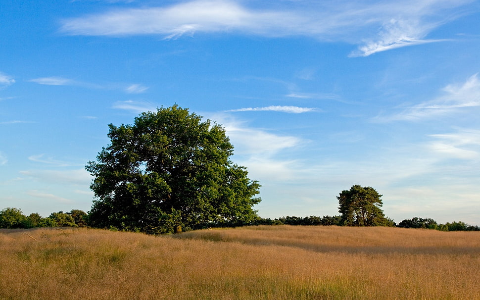 green leaf tree on brown grass field HD wallpaper