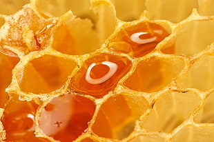 Honeycombs,  Honey,  Macro,  Cells