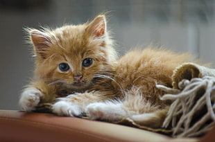 orange tabby kitten HD wallpaper