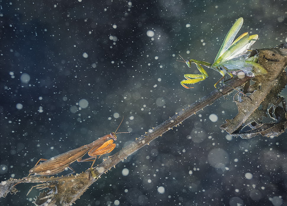 two green and brown insects, insect, nature, macro HD wallpaper