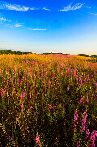 pink flowers field near mountains at daytime, liatris HD wallpaper