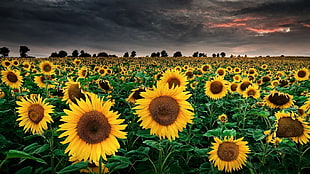 sunflower field, sunflowers, sky, field, nature