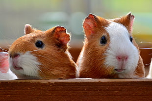 two brown-and-white Guinea pigs on box during daytime, guinea-pigs
