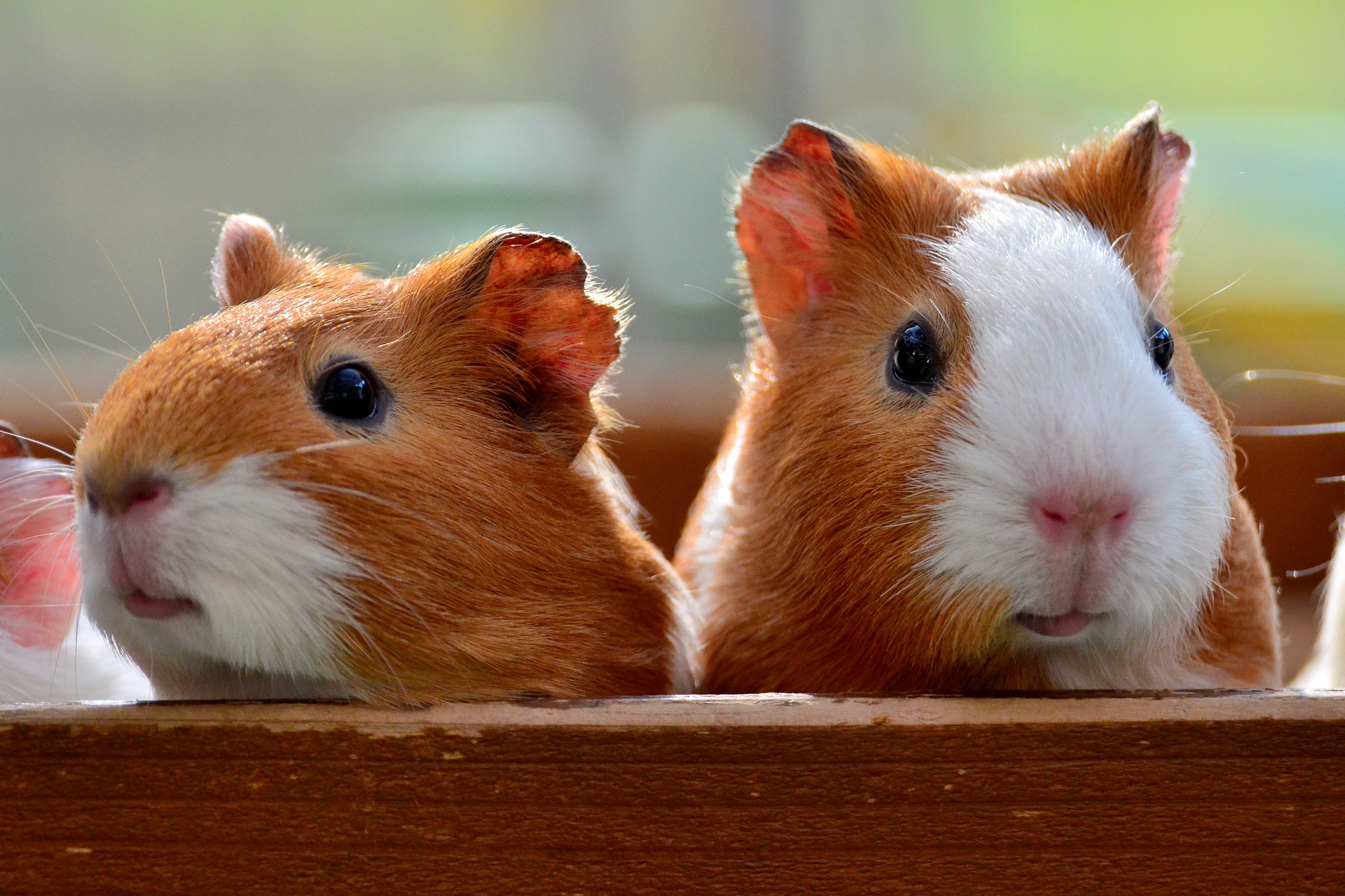 Guinea pigs on box during daytime