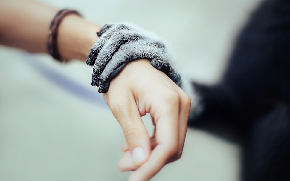 animals, monkey, hands, blurred HD wallpaper