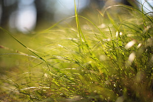 sun shining on green grass