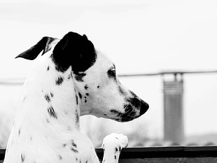 selective focus photography of white and black dog HD wallpaper