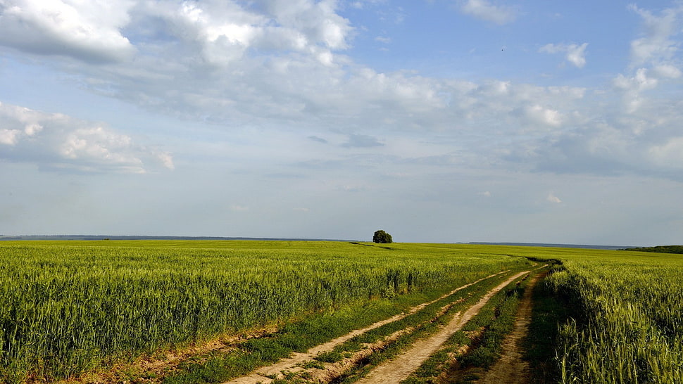 green grass, nature, landscape HD wallpaper