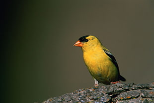 close up photographic yellow and black bird HD wallpaper