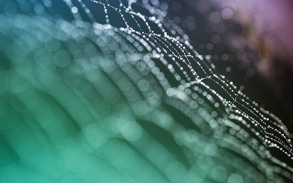 close up photo of spider web HD wallpaper