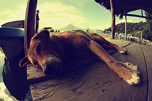 fisheye photography of brown short-coated dog laying on brown wooden surface