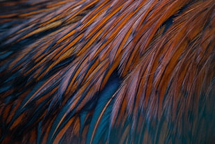 painting of peacock feather