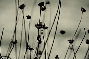 selective focus photo of withered flowers, nature, monochrome, macro, plants