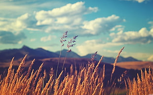 brown wheat field, field, grass, sky, plants HD wallpaper
