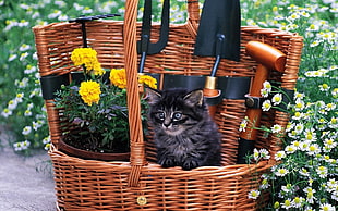 photo of black and gray cat on brown wicker basket