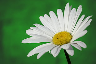 close up photo white Daisy flower HD wallpaper