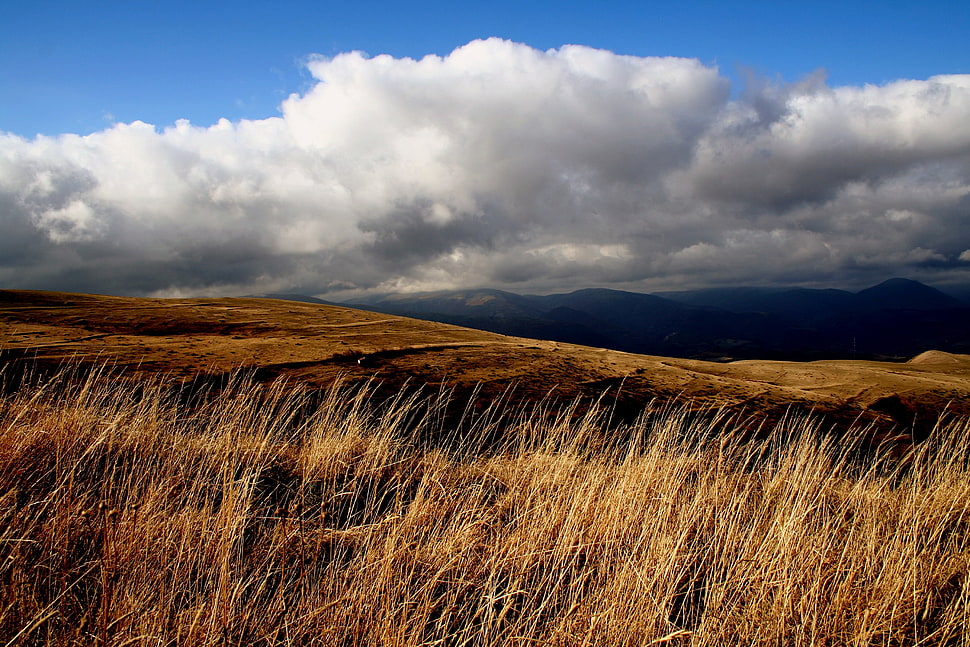 brown filed during cloudy sky photography HD wallpaper