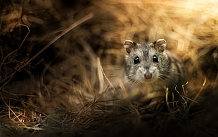gray coated mouse HD wallpaper