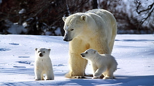 Wildlife photography of Polar Bear and its two cubs walking in the middle of a tundra