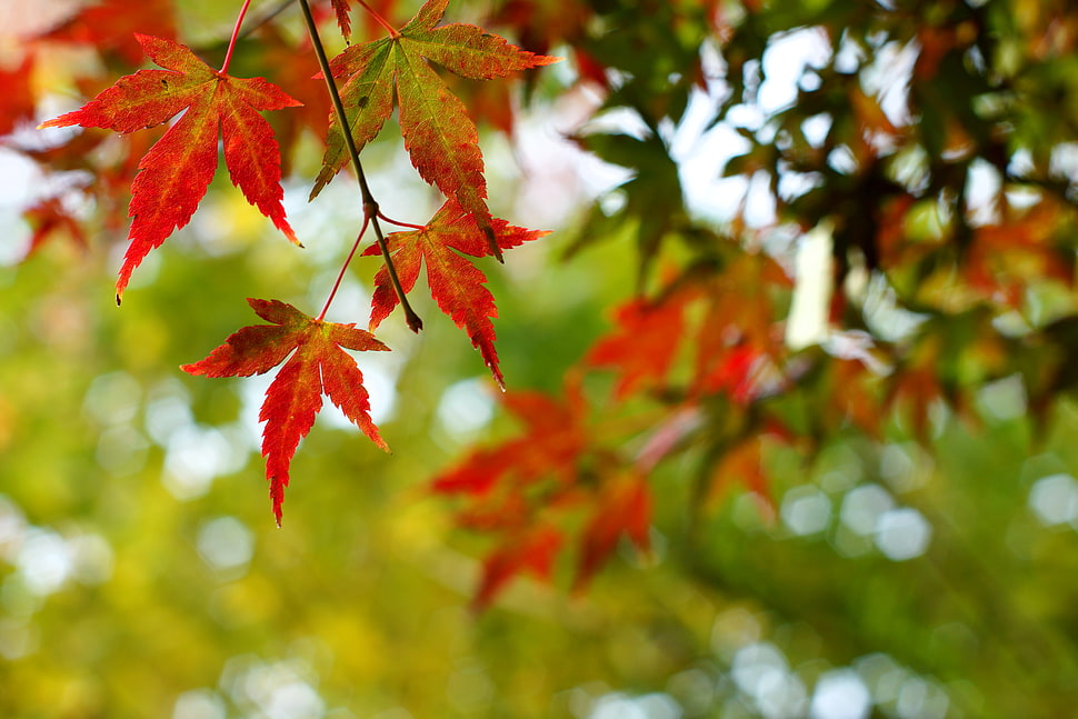 red and green maple leaf HD wallpaper