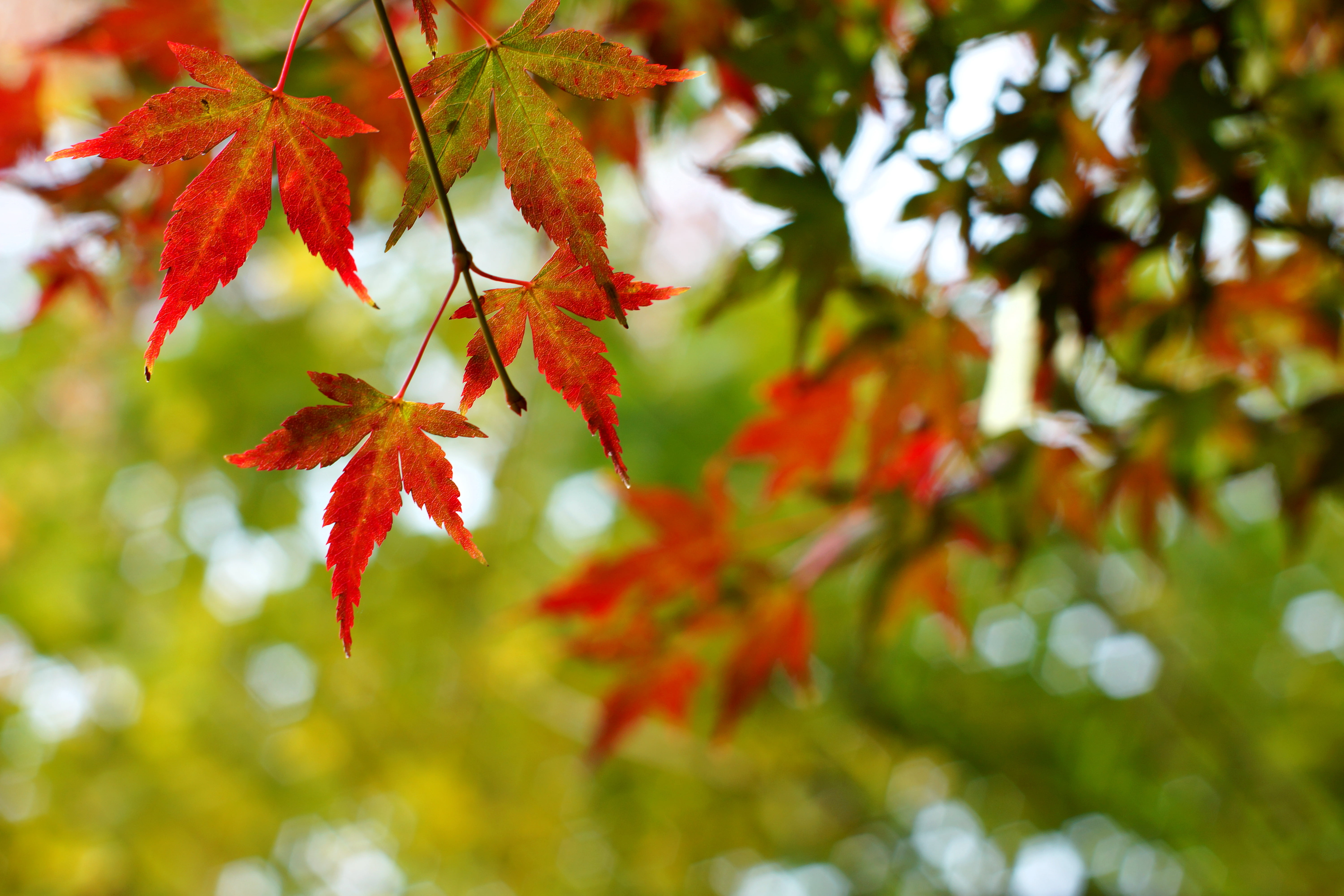 red and green maple leaf