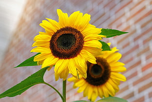 photography of two Sunflowers during daytime HD wallpaper