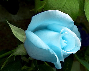 closeup photo of blue rose illustration