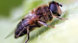 macro photography of honeybee