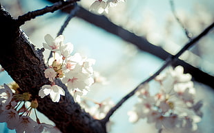 white Cherry Blossoms flowers in bloom HD wallpaper