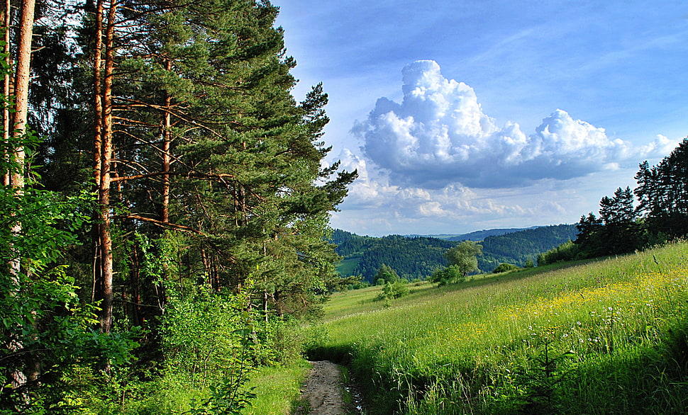 green grass field HD wallpaper