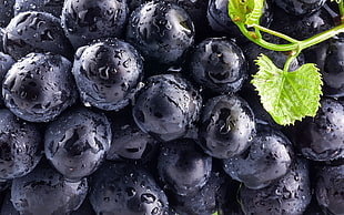 purple berries in close up photo HD wallpaper