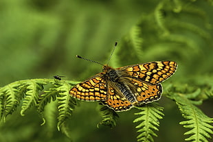yellow and orange butterfly HD wallpaper