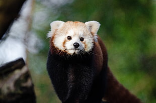 red panda, Lesser panda, Red panda, Fire cat HD wallpaper
