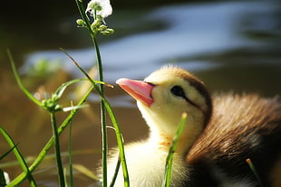 brown and yellow duckling