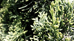 green leaf, nature, photography, macro HD wallpaper