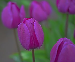 purple tulip in tilt-shift photography HD wallpaper