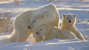 Polar Bear and two cub on snow
