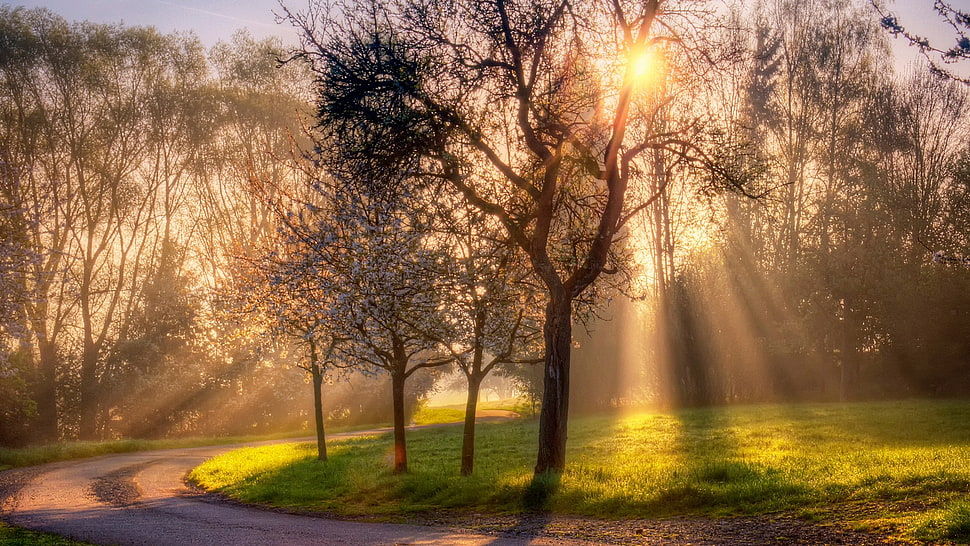 Trees,  Field,  Footpath HD wallpaper