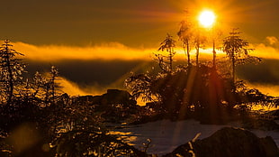 painting of trees, sun rays, landscape, trees, Sun