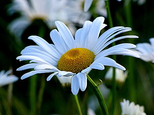 shallow focus photography of common daisy