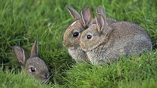 three rabbits in green field