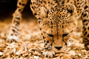 cheetah on dried leaves HD wallpaper